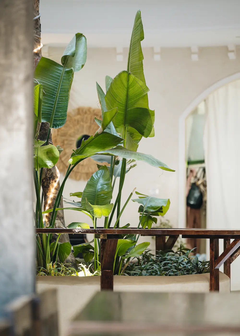 Tropical Interior - The Yogi Surfer Surf Hotel Tamraght at The Yogi Surfer in Taghazout Bay, Morocco.